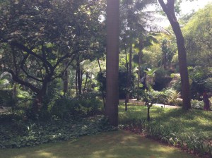 An Oasis in the city