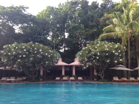 Plumeria Trees by Pool