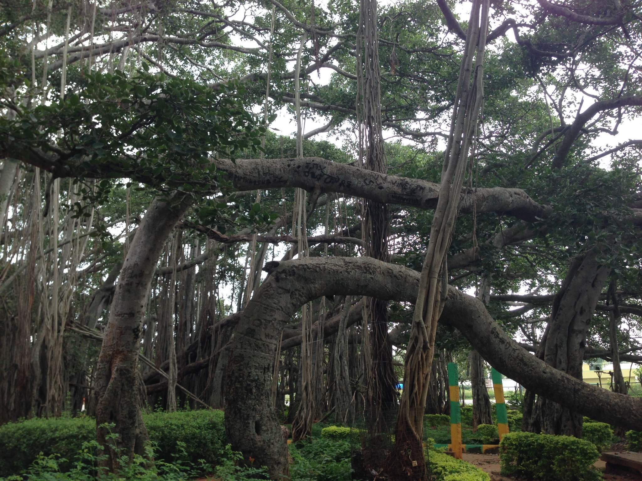 Still the same Banyan tree